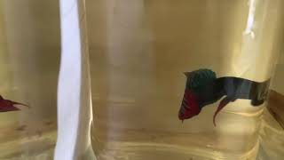 Red Bearing Betta Fish [upl. by Lipson]