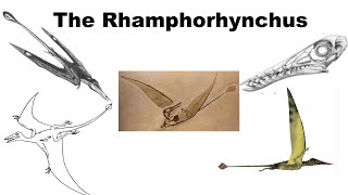 The Rhamphorhynchus In About 2 Minutes And 7 Seconds [upl. by Yadrahc495]