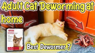 95 Pet Parents Dont Know How To Deworm adult Cat At Home Cat Worms TreatmentAdult Cat Deworming [upl. by Arias80]