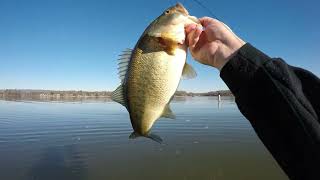 Chickamauga Shell beds and big bass [upl. by Ecneps]