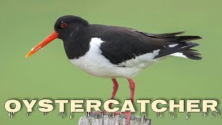 Eurasian oystercatcher sound oystercatcher call [upl. by Trainor]