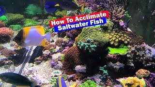 How to Acclimate Saltwater Fish [upl. by Eimaral204]