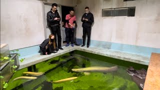 やばい、凄すぎるマニア訪問！巨大な池水槽、餌やりも凄い、2mの巨大魚、巨大な濾過槽 [upl. by Amme]