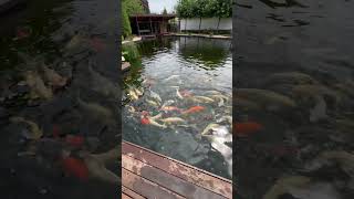 500K Koi Pond with Airlifts Coming soon [upl. by Edmee]