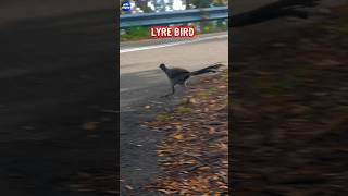 Mimicry Lyrebird 🦃 [upl. by Weiman969]