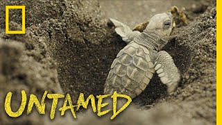 Surviving Sea Turtles  Untamed [upl. by Yendirb684]