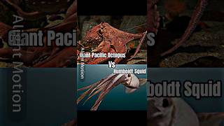 Giant Pacific Octopus Vs Humboldt Squid [upl. by Ynitsed]