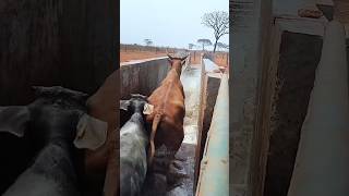 How Dairy Farmers Bathe Cows [upl. by Renaxela840]