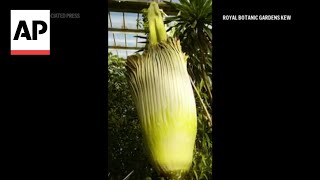 Timelapse of endangered Titan arum also known as corpse flower blooming in London [upl. by Tessie]