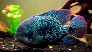 Vieja Zonatus  Large Cichlid [upl. by Adyeren]