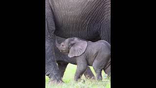 Benti the baby elephants first feed 🐘elephant protectwildlife animalrights babyelephants [upl. by Agripina]