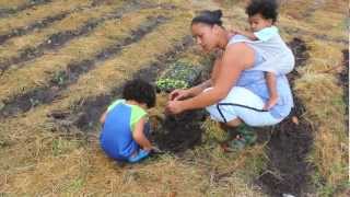 How to Transplant Seedlings to Vegetable Garden [upl. by Adiraf818]