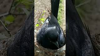 Peek Below The Unique Angle of a Black Drongo Bird’s Neck youtubeshorts ytshortsvideo [upl. by Roosnam]