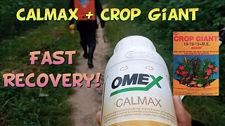 Calmax  Crop Giant for Fast Recovery Talong Farming Tips [upl. by Higginbotham632]