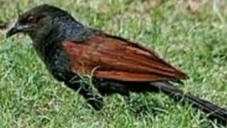 महोक पंछीकुकल बर्ड Coucal bird or Mahok pakshi [upl. by Celeste]