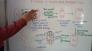 8 nucleated 7 celled embryo sac megaspore mother cell  plant physiology  class 12 NCERT [upl. by Eldon250]