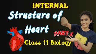 Internal structure of heart  Class 11 biology  Chapter 18  NCERT Human heart  One Biology [upl. by Corry]