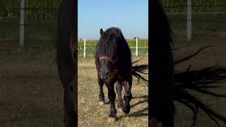 Gloryan horse foryou equestrian stallion caballos new romania viralvideo horselover [upl. by Wilbert]