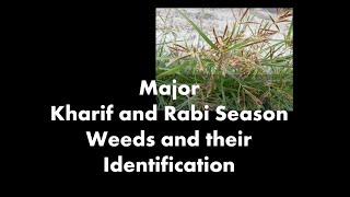 Major Kharif and Rabi Season Weeds [upl. by Gnuy51]