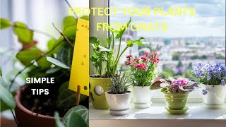 The Ultimate GnatFree Houseplant Guide [upl. by Ibmab724]