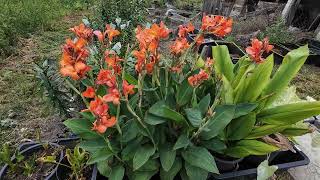 Tropical marsh plants Cannas  Canna × generalis  hybrid canna lilies Curcuma and Caladium 4K [upl. by Erlinna762]