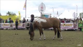 Felinehoi amp Haar Pony Marley Animal Event 2017 [upl. by Paderna]