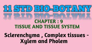 11 Std Biobotany chapter  9 Sclerenchyma Complex tissues  Xylem and Phloem [upl. by Keelin106]