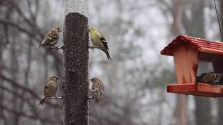 Pine siskin vs American goldfinch [upl. by Victoir283]