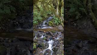 Beautiful Nature🌿in British Columbia😍brook stream creek nature natura strumyk hiking shorts [upl. by Grannias]