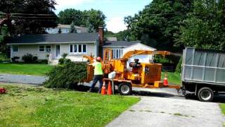 Professional Tree Company  Sutton Ma [upl. by Balbur989]