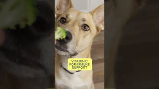 The Benefits of Broccoli for Dogs [upl. by Aisanat696]