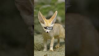 10 Fun Facts About the Fennec Fox [upl. by Lawson]