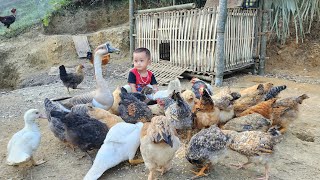 Harvesting giant green vegetables for sale  completing the chicken coop  Build a farm [upl. by Shantha]