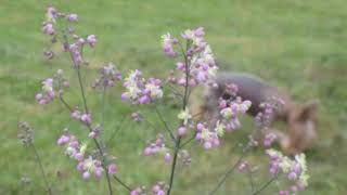 Thalictrum ‚Elin [upl. by Jen]