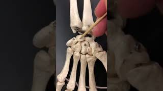 The 8 Carpal Bones [upl. by Sakmar]