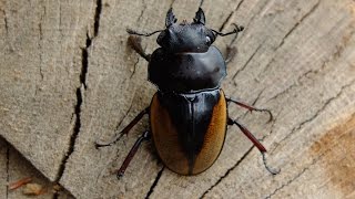 Odontolabis femoralis femoralis  Hirschkäfer  Stag Beetle [upl. by Renell403]