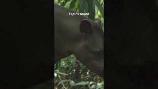 Tapirs sound tapir soundofnature shortvideo animals mamals sound shortsfeed wikipedia [upl. by Einnal]