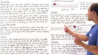 RNA Transcription [upl. by Quartana910]