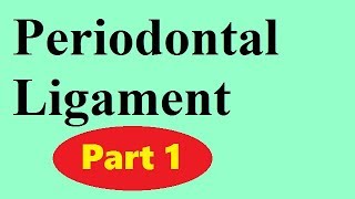 Periodontal ligament Part 1 the principal fibers [upl. by Travis]