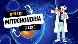 What is mitochondria Science class 9 [upl. by Harimas]