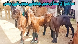 Sahiwal Mandi main choty bachon ke rate [upl. by Llenej]