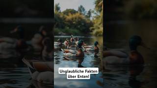 Unglaubliche Fakten über Enten tiere shorts facts fakten newvideo wildlife wissen duck [upl. by Llenoil]