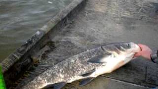 Killing asian carp [upl. by Enela]