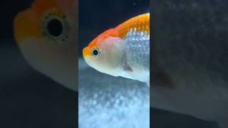 Gifted One Oranda Goldfish [upl. by Spatz]