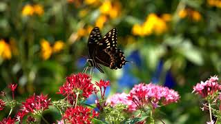 Courtship Dance of the Palamedes Swallowtail [upl. by Meuser257]