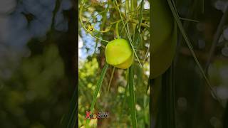 Pookkalam Vannu Pookkalam  Beauty of Kerala photography [upl. by Jerri617]