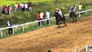 Kennard Memorial Turf ClubBush Lot Turf Club Farm BerbiceGuyana Horse Racing [upl. by Nwotna]