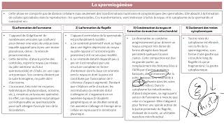 spermatogénèse  cours de soutien première année médecine partie 3 [upl. by Evilo]