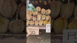 Davaos Fruit Paradise Marang Mangosteen Durian amp Lanzones [upl. by Berstine]