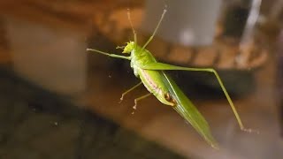 Cricket KatydidGrasshopper or Elephant bugs grasshopper katydid cricket [upl. by Wojcik171]